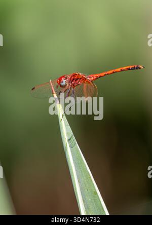 Männliche Rotgeäderte TropfLibelle, Trithemis arteriosa Porträt, Kairo, Ägypten Stockfoto