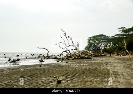 Einsame Feuchtlandküste Mit Verwitterten Bäumen Und Reflexen Unter Weichem Himmel, Ruhige Ferne Küste Dahinter Stockfoto