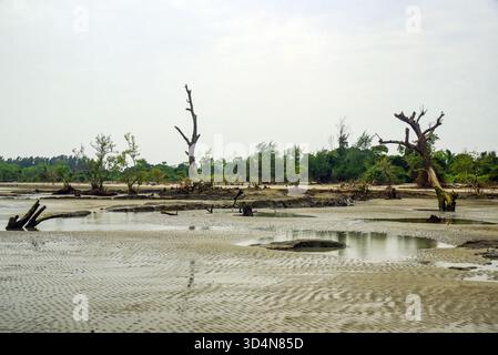 Einsame Feuchtlandküste Mit Verwitterten Bäumen Und Reflexen Unter Weichem Himmel, Ruhige Ferne Küste Dahinter Stockfoto