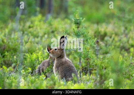 Der Berghase (Lepus timidus) sitzt am Spätsommerabend auf dem Boden zwischen Vegetation in finnischer Natur in der Nähe von Kuusamo, Nordfinnland Stockfoto