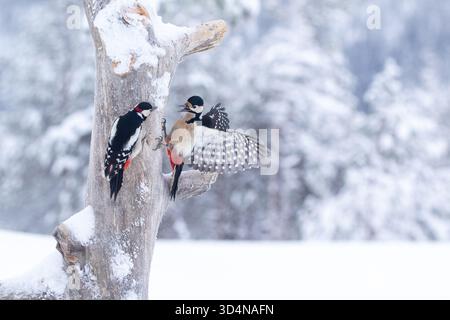 Großspechte (Dendrocopos Major) streiten sich an einem verschneiten Baumstamm-Vogelfutter an sonnigen Wintertagen in finnischer Natur um Futter Stockfoto
