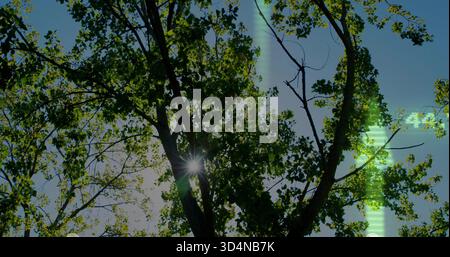 Mit Laubstämmen, die Sonnensterne durch das dichte Vordach im Park werfen, mit grünen Artefakten Stockfoto