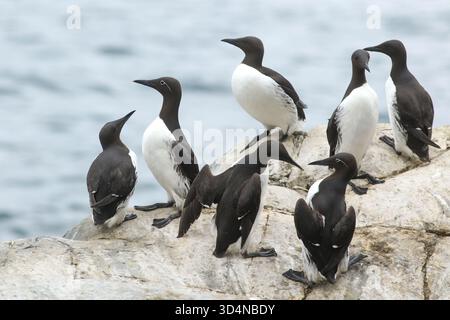 Eine Gruppe gemeiner Guillemoten, Uria steht auf den Klippen am Meer auf der Insel Hornøya, Halbinsel Varanger, Norwegen Stockfoto