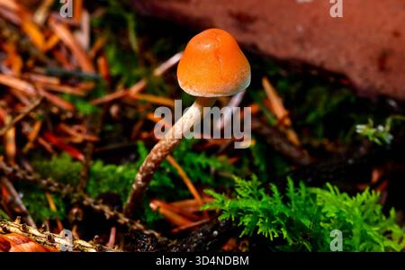Wald-/Waldpilze/Pilze, die auf verfallenen Ästen und toten Bäumen wachsen. Stockfoto