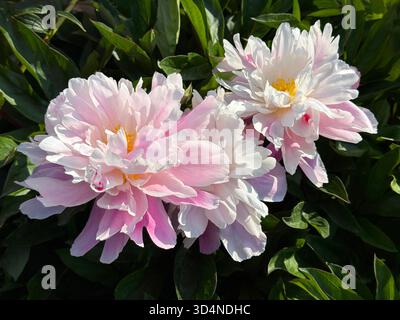 Schöne Pfingstrosen-Blumen, weiße rosa Blüten Stockfoto