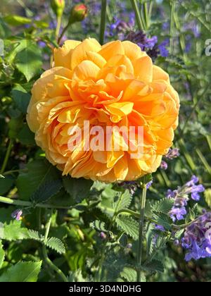 Leuchtend orange Rose blüht im Garten. Stockfoto