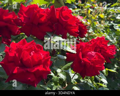 Rote Rosen Blumen im Garten Stockfoto