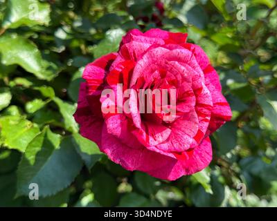 Rosenblüten gestreifte rosa rote Blüten Stockfoto