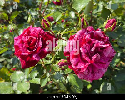 Rosen rosa gestreifte Blumen im Garten Stockfoto