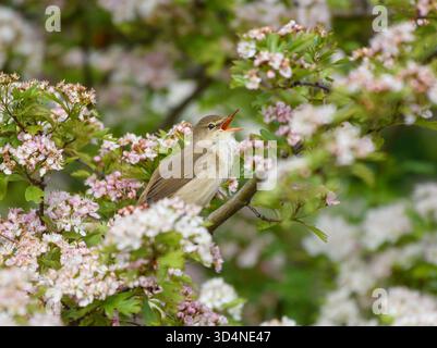 Eurasischer Schilfwurmler Acrocephalus scirpaceus, singend, im blühenden Weißdornbusch thront, RSPB Saltholme Nature Reserve, Teesside, England, Großbritannien, Mai. Stockfoto