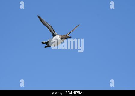 Common guillemot Uria aalge, im Flug, Northumberland, England, Vereinigtes Königreich, Juli. Stockfoto