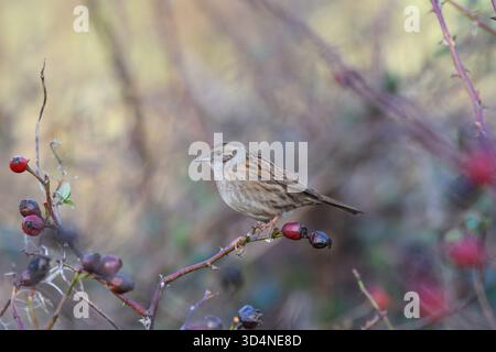 Dunnock Prunella modularis, hoch oben auf wilden Rosenzweigen mit Rosenhüften im Wald, Cleveland, England, Großbritannien, Januar. Stockfoto