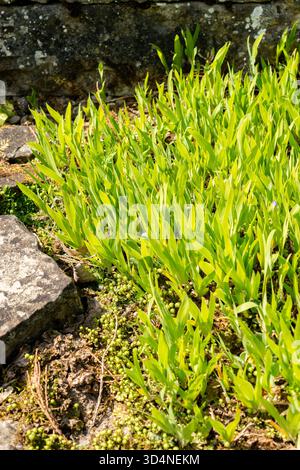 Saint Gallen, Schweiz, 13. Mai 2025 Iris lacustris oder Zwergsee Iris Pflanze im Botanischen Garten Stockfoto