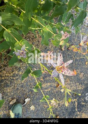 Tricyrtis hirta (Hototogisu-sou), die Krötenlilie oder behaarte Krötenlilie Stockfoto