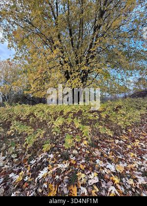 Herbstwald in Quebec, Kanada Stockfoto
