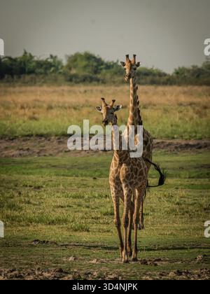 Ein Paar Giraffen beginnt im Etosha-Nationalpark den Paarungsprozess Stockfoto