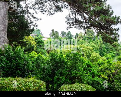 Pinienzweig über grünen Bäumen im Batumi Botanical Garden, Georgia an bewölktem Sommertag Stockfoto