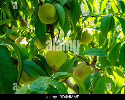 Viele unreife Pfirsichfrüchte in Baumblättern im Garten in Jerewan, Armenien an sonnigen Sommertagen Stockfoto