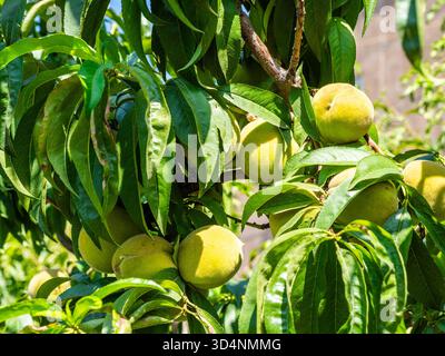 Viele unreife Pfirsichfrüchte in Baumzweigen im Garten in Jerewan, Armenien an sonnigen Sommertagen Stockfoto