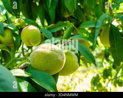 Unreife Pfirsichfrüchte aus nächster Nähe am Baum im Garten in Jerewan, Armenien, an sonnigen Sommertagen Stockfoto
