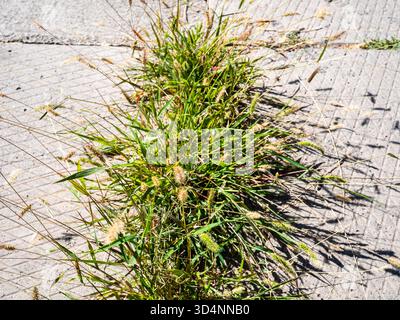 Grünes Gras wuchs durch Fugen von Betonplatten auf dem Bürgersteig Stockfoto