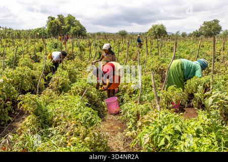 Frauen und Kinder pflücken Tomaten in der Provinz Karatu, Tansania. Stockfoto