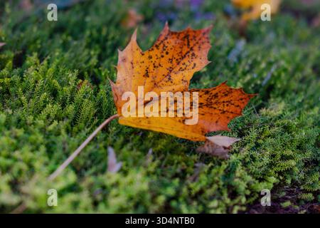 Herbstlaub in leuchtendem Rot Gelb und Orange Stockfoto