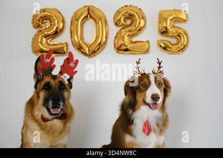 Grußkarte mit zwei glücklichen Hunden und goldenen Ballons 2025 - Happy New Year and Merry Christmas Concept. Australische und deutsche Hirten tragen rot Stockfoto