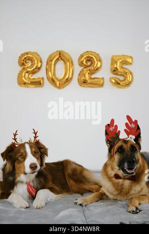 Grußkarte mit zwei glücklichen Hunden und goldenen Ballons 2025 - Happy New Year and Merry Christmas Concept. Australische und deutsche Hirten tragen rot Stockfoto