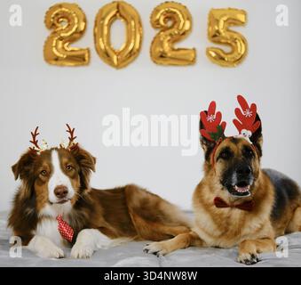 Grußkarte mit zwei glücklichen Hunden und goldenen Ballons 2025 - Happy New Year and Merry Christmas Concept. Australische und deutsche Hirten tragen rot Stockfoto