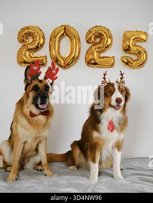 Grußkarte mit zwei glücklichen Hunden und goldenen Ballons 2025 - Happy New Year and Merry Christmas Concept. Australische und deutsche Hirten tragen rot Stockfoto