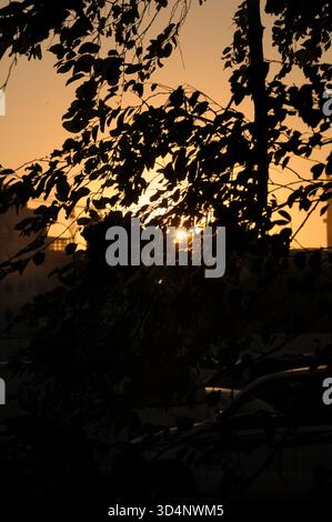 Fängt Katars wunderschönen Sonnenuntergang ein, der durch die Silhouetten von Ästen und Blättern eines Baumes betrachtet wird Stockfoto