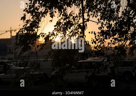 Fängt Katars wunderschönen Sonnenuntergang ein, der durch die Silhouetten von Ästen und Blättern eines Baumes betrachtet wird Stockfoto