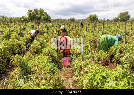 Frauen und Kinder pflücken Tomaten in der Provinz Karatu, Tansania. Frauen und Kinder, die Tomaten pflücken in der Provinz Karatu, Tansania 016951 077 Stockfoto