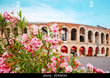 Rosa Oleander blüht im Vordergrund mit der Verona Arena, dem antiken römischen Amphitheater, im Hintergrund unter einem klaren Sommerhimmel in Verona, n Stockfoto