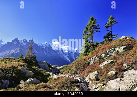 Tannen stehen in einer herbstlichen Landschaft mit dem schneebedeckten Mont-Blanc-Massiv im Hintergrund, Chamonix-Mont-Blanc, Haute-Savoie, Frankreich Stockfoto