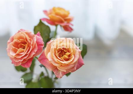 Nahaufnahme von drei orange und rosa Rosen mit transparenten Vorhängen und natürlichem Licht. Die leuchtenden Farben der Blumen werden vor einem verschwommenen Hintergrund hervorgehoben Stockfoto