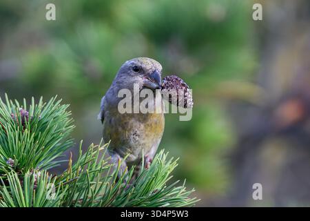 Papageienkreuzschnabel (Loxia pytyopsittacus) in seiner natürlichen Umgebung Stockfoto