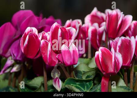 Eine Makronaht von rosa und weißen Cyclamen-Blüten. Leuchtende Blütenblätter und grüne Blätter mit dunklem, verschwommenem Hintergrund. Konzept von Gartenarbeit, Schönheit, an Stockfoto