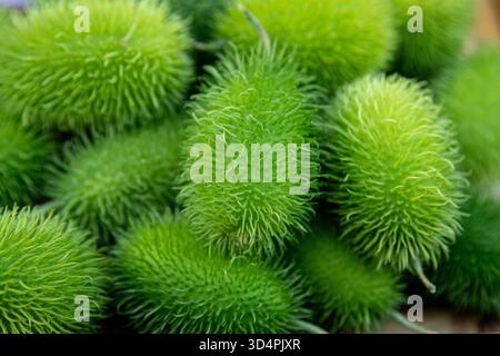 Hellgrüne Rambutan-Früchte mit einer spitzen, haarigen Oberfläche bedecken den Rahmen. Diese tropischen Früchte, die in Südostasien beheimatet sind, haben eine unverwechselbare Textur. Stockfoto