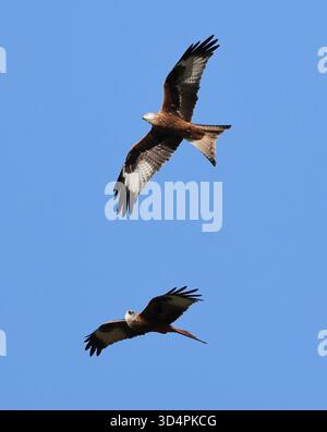 Red Kites (Milvus milvus) fliegen über die Cotswold Hills Gloucestershire UK Stockfoto
