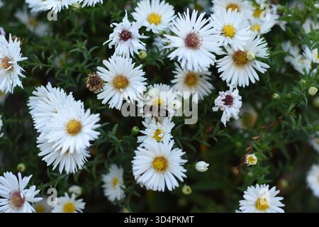 Nahaufnahme: Eine Biene sitzt auf kleinen weißen Blüten mit gelben Zentren, die in einem Busch wachsen. Stockfoto