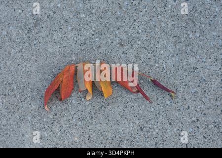 Ast mit gelben und orangefarbenen Blättern, die horizontal auf Beton liegen. Stockfoto