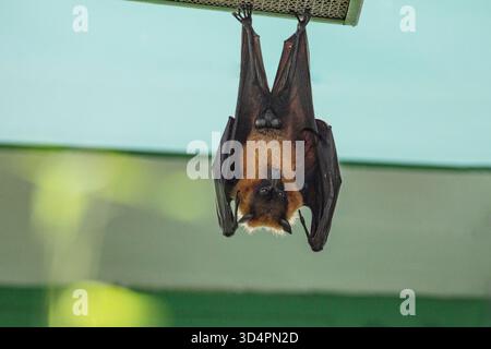 Obstfledermaus hängt am Baum im Wald. Lyle ist fliegender Fuchs. Eine Fledermaus hängt kopfüber, die Flügel sind von der Decke in einem Raum ausgebreitet Stockfoto