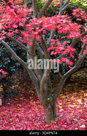 Japanischer Ahorn Gartenbaum Herbst Acer palmatum 'Trompenburg' Stockfoto
