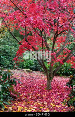Herbst Ahornbaum Herbstgarten Stockfoto