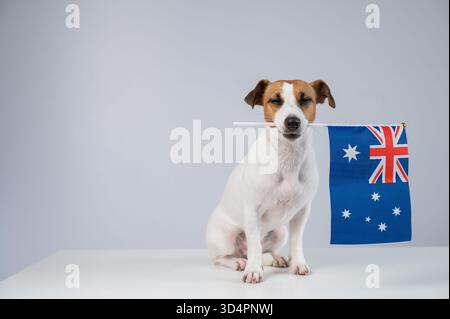 Jack Russell Terrier Dog Hält Australische Flagge. Stockfoto