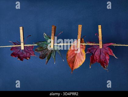 Herbstblätter hängen an einer Wäscheleine, mit dunkelbraunen hölzernen Kleidernadeln. Stockfoto