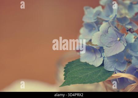Blaue Hortensien, die aus einem Garten in New Jersey geschnitten und in einem Glas angeordnet wurden, fotografiert in weichem natürlichem Licht Stockfoto