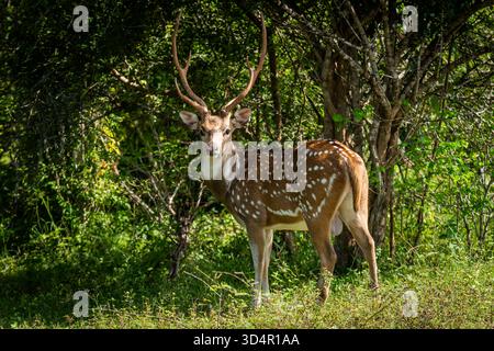 Anmutige, gewöhnliche Weißfleckhirsche mit großer Fähigkeit, von einem Stehen aus zu springen, sind ein regelmäßiger Anblick auf Safari-Touren in Sri Lanka. Stockfoto